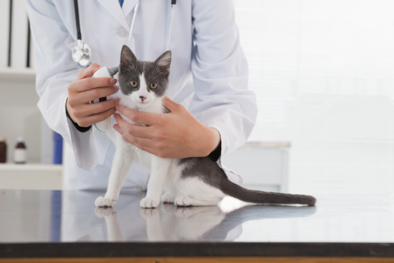 cat at the vet clinic