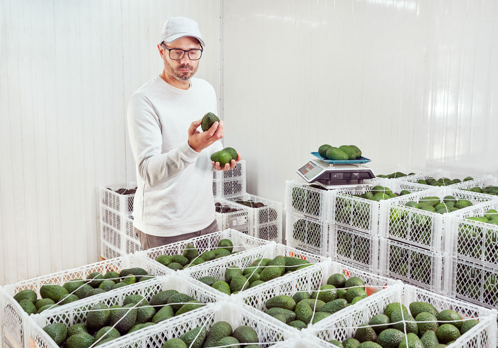 man inspecting fresh avocados in storage from nitrogen