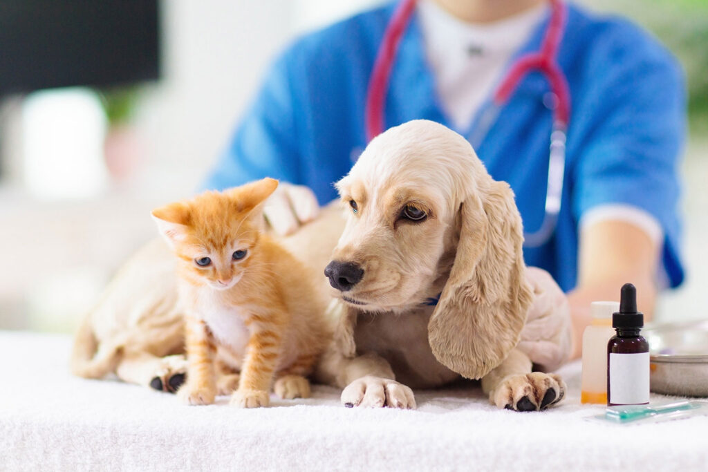 A cat and dog at the vet for a checkup.